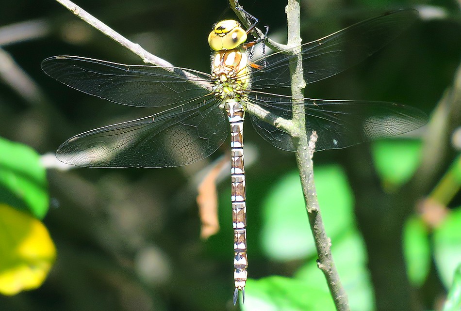 libellula marrone a strisce: Aeshna cyanea